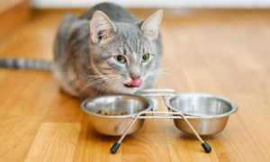 猫咪吃太咸的东西会怎么样吗