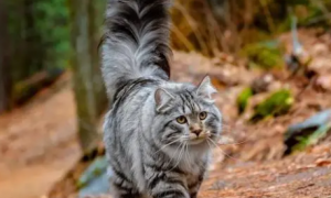 有蓬松大尾巴的是什么猫咪