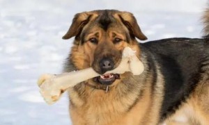 狗狗为什么不能吃鸡骨头