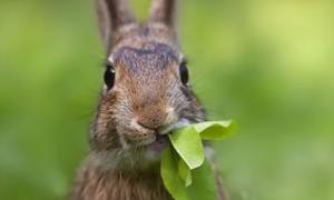 兔子可以吃米饭吗？