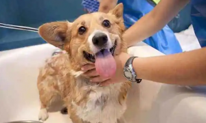 什么可以给狗狗洗澡