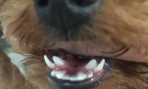 狗狗牙齿突出了怎么回事