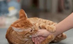 猫咪有时为什么咬人的手指