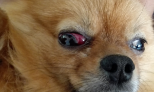 狗狗眼睛红红的是什么情况