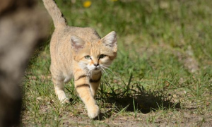 沙丘猫几级保护动物