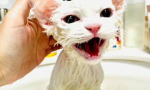 猫咪宠物店洗澡要多久
