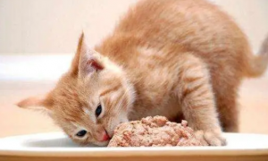 猫咪吃的多的原因