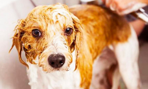 宠物店给狗狗洗澡多少钱一次