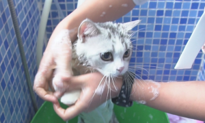 宠物猫可以自己洗澡吗