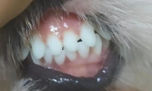 为什么狗狗不刷牙牙齿白