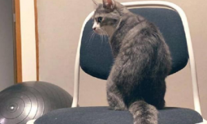 为什么猫咪会抢主人椅子
