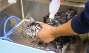 宠物店是怎么给猫洗澡的