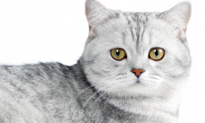 灰色的猫是什么品种的猫