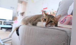 为什么猫咪爱啃沙发