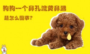 狗狗一个鼻孔流黄鼻涕是怎么回事 症状及治疗视频讲解