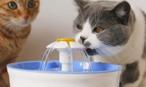 猫用饮水机噪音影响睡眠吗