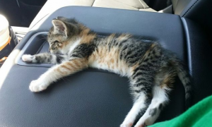 为什么猫咪喜欢睡在车里
