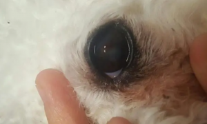 狗狗眼球表面破了个洞