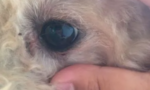 为什么狗狗会视网膜脱落