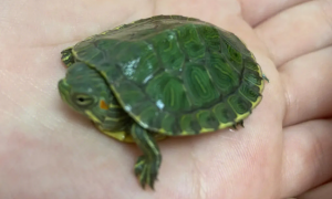 巴西龟可以脱水多久啊？