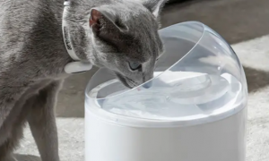 猫咪饮水机推荐