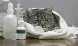 猫咪得了脑炎还能活多久？