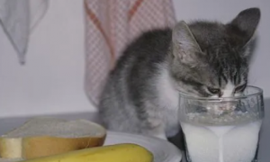 猫咪呕吐能喝牛奶、藿香正气液吗