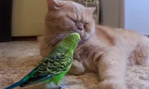 猫会攻击鹦鹉吗