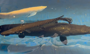 鳄雀鳞和巨骨舌鱼打架的视频