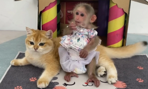 猴子为什么会侵犯猫