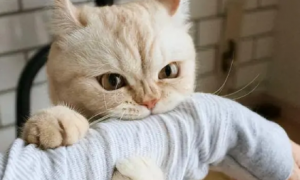 猫咪为什么喜欢咬衣服袖子的原因