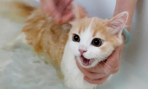 宠物猫能用什么洗澡