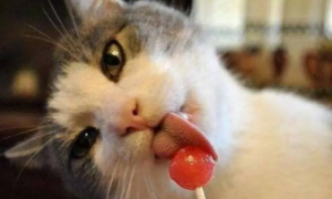 为什么猫咪超爱吃甜食