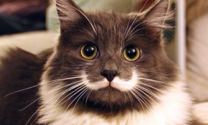 为什么猫咪头上有胡子