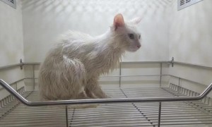 猫咪去宠物店洗澡要多少钱