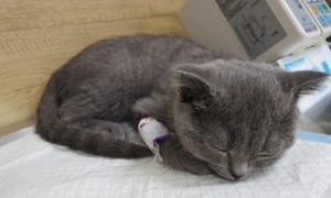 猫咪肠胃炎治疗数天没好转该怎么办？