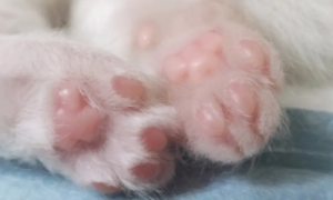 为什么猫咪爪子是白色