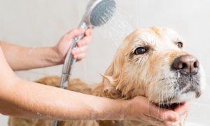 狗狗来月经多久可以洗澡？
