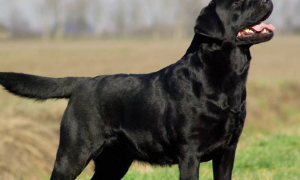 黑色拉布拉多犬的价格是多少钱一只
