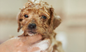 宠物狗可以天天洗澡吗