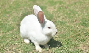 兔子视力怎么样算正常