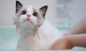 猫咪洗澡用什么沐浴露