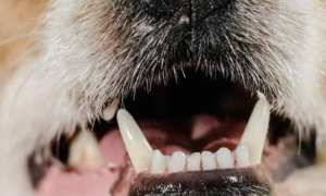 狗狗牙齿为什么变白色了怎么回事