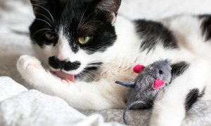 猫咪为什么爱玩老鼠玩偶