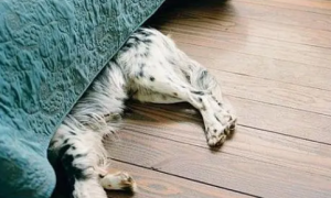为什么狗狗喜欢睡在床底下