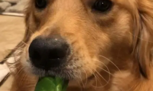 狗狗可不可以吃菠菜