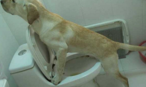 拉布拉多幼犬上厕所引导训练