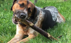 为什么狗狗会咬木棍子