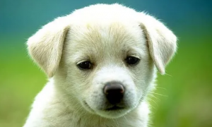 狗狗卵磷脂的作用有哪些？