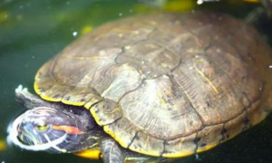 乌龟的假死状态泡水里也不动